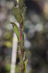 Maryland goldenaster